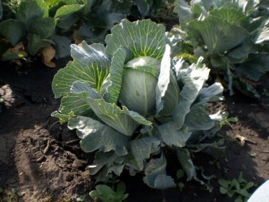 ��� �������� ������� ������� �������: ������, ������� ������� �������� �����������