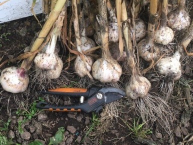 Чеснок, который станет вашей гордостью: как вырастить большой урожай без лишних хлопот