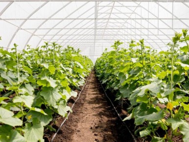 Без горечи: идеальные сорта огурцов для салатов