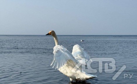 Первый месяц весны на Сахалине закончится дождями