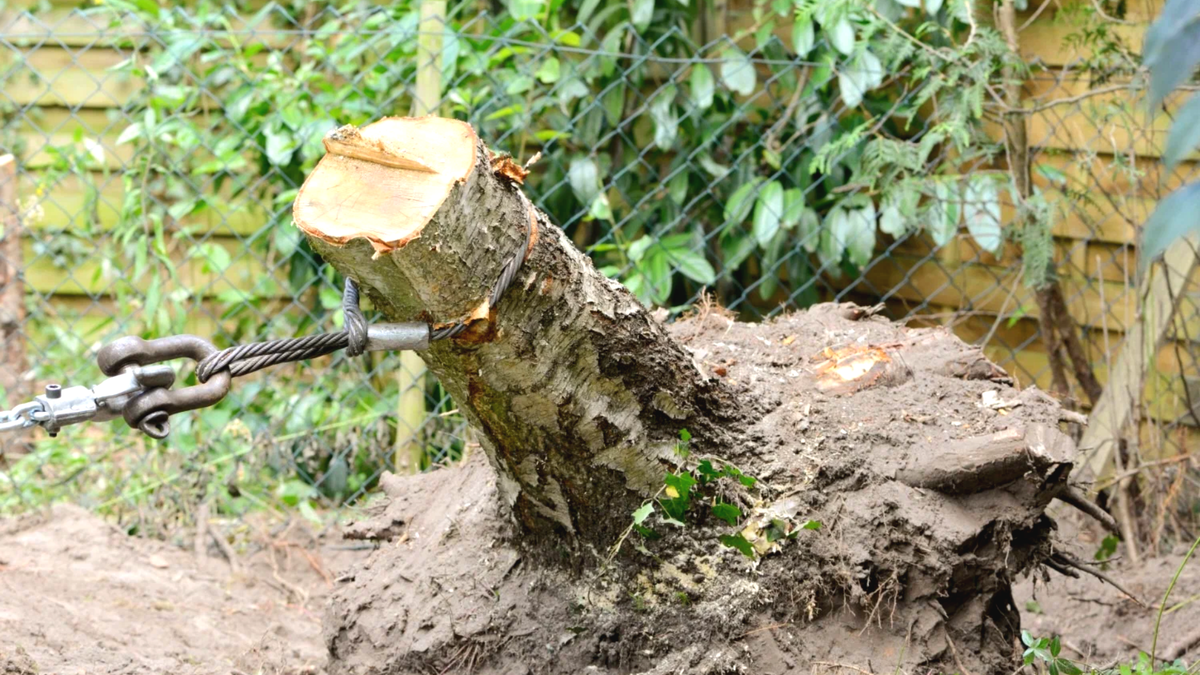 Эффективные методы удаления пней с дачного участка