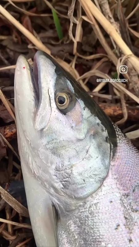 "���� �����!". �������� ������ �� �������� ����������� ������������ ��������� � ���� �� ���������� ���������, ��� �������-�� ����� ����