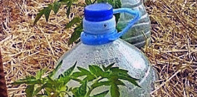 Эффективный капельный полив: создаем систему для огорода своими руками