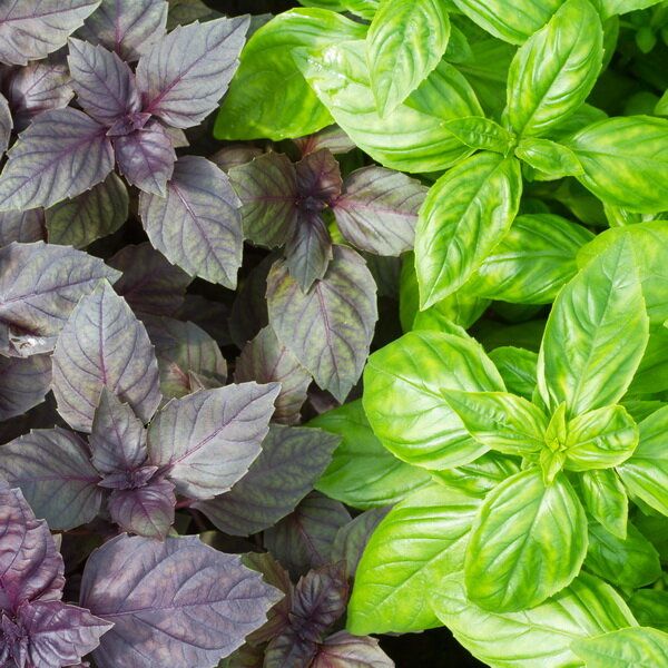 ��������� �������� � ����������� ��������: ��� ������� ��� ������ ����?