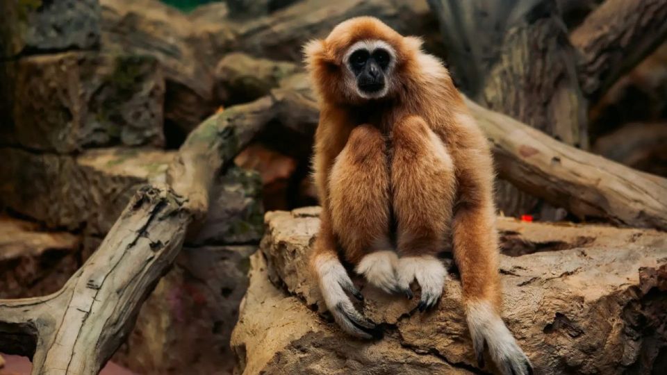 ����������� ������� ������� �� �������� ����� ������