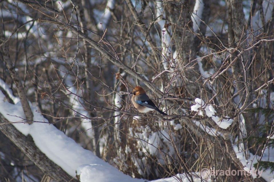 ������ ����, ������� � ������