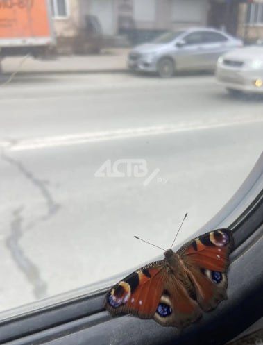 ��� ������� � ����-���������� �������� ��������� � ���� ��������� ������� ������