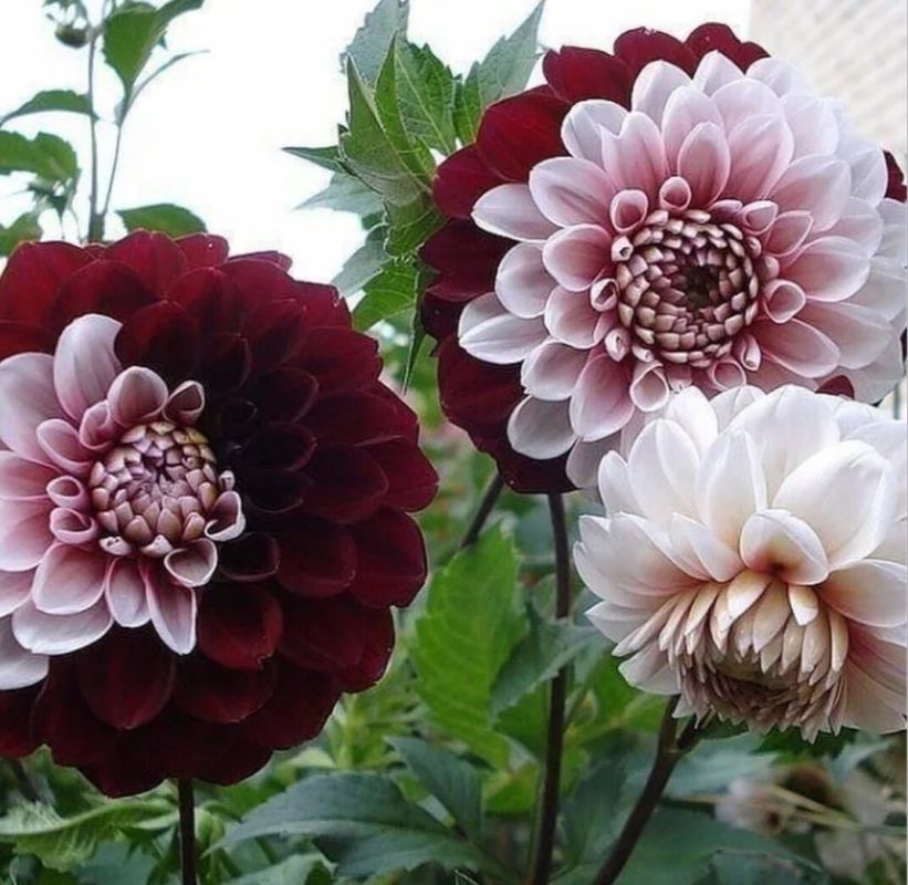 �������� �� ������ ��������: ������� ����������� ��� ���������