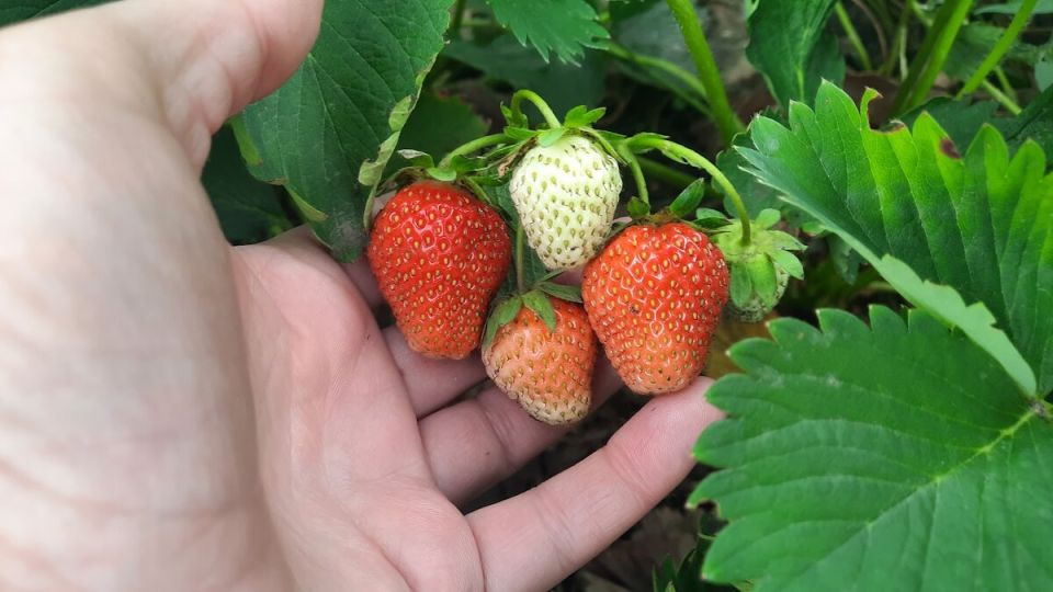 ����������� ������ ���� ������� � ���������� ������ ��������