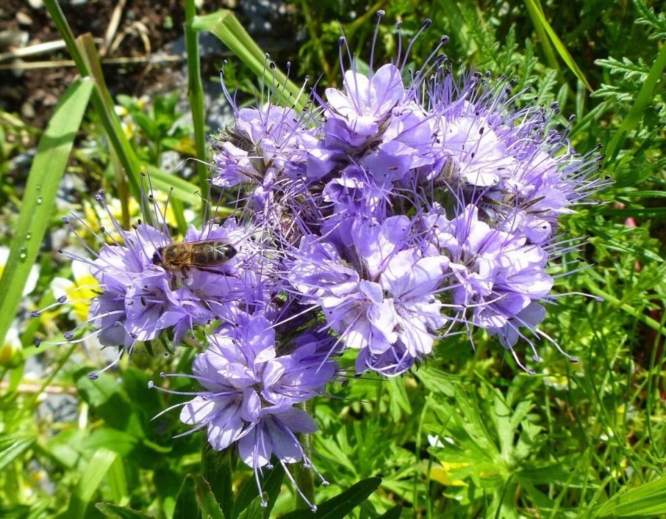 ��� �������� ���������������� ������ ��� ������������� ��������� �� ����