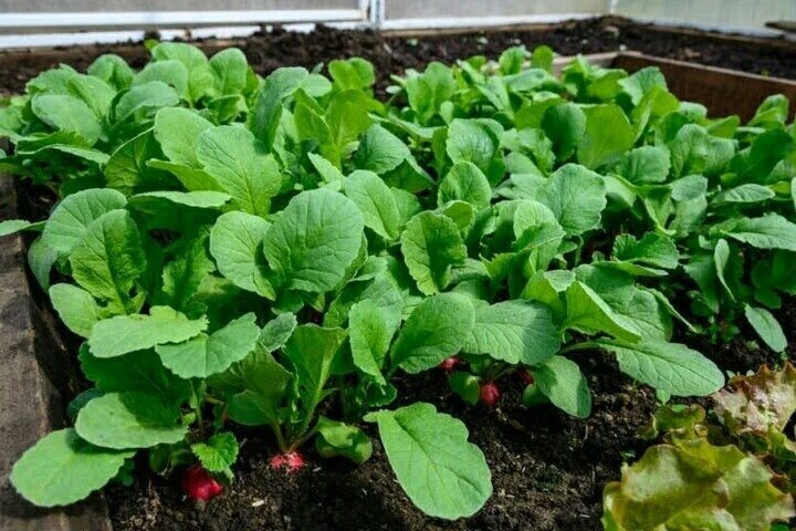 Как правильно подкармливать редиску для богатого урожая