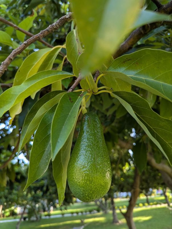 �������: ������������ ���� ������� � ������� ���-�������