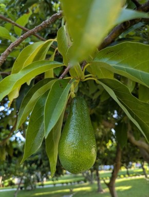 Авокадо: удивительное чудо природы и секреты шеф-поваров