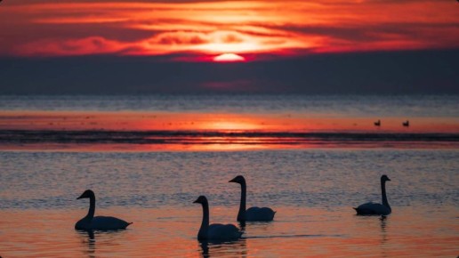 ������ � ���������. ����: @vasya_nogina @smotri_65