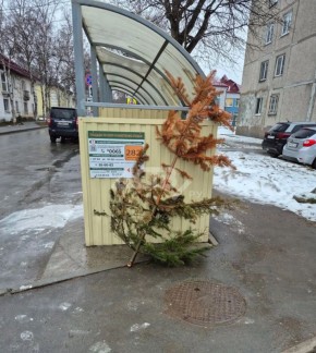 Вот почему зима не уходит: южносахалинцы до сих пор не выбросили новогодние ёлки