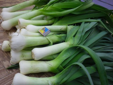 Готовим огород к августу: советы по уходу за растениями