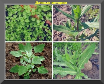 ��� ���������� �������� � ��������� �� ������� �������