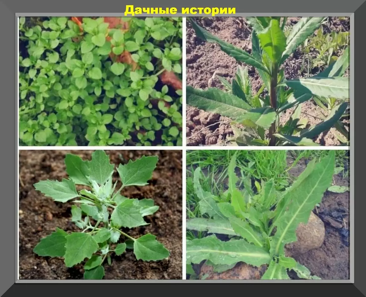 Как эффективно бороться с сорняками на садовом участке