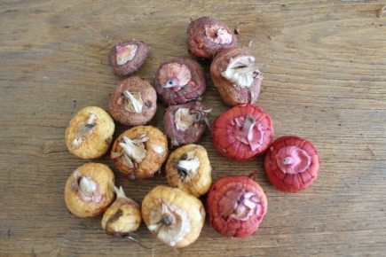 ��� ��������� �������� ���������� ����� �������� ������