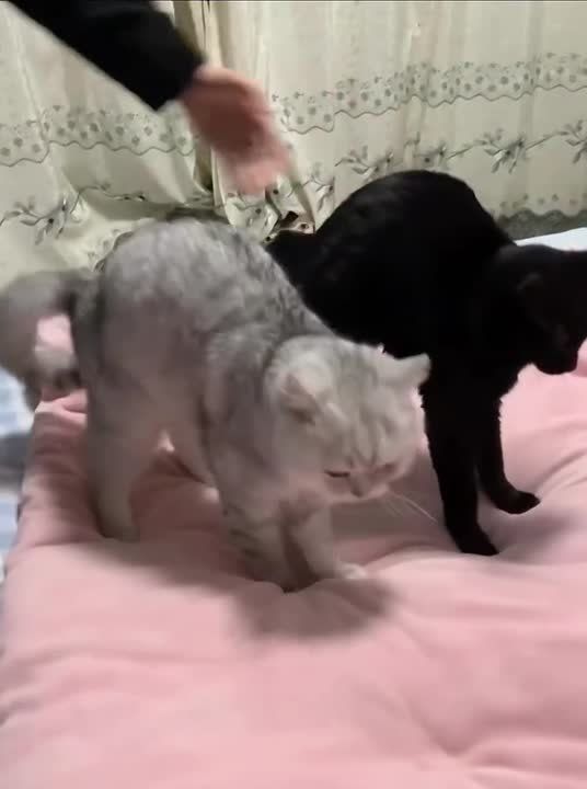 ������ ����, ������� � ������