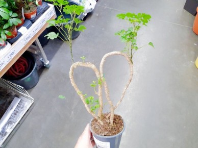 ������ ����� �������� �������� ��������: ������� ��������� ������������