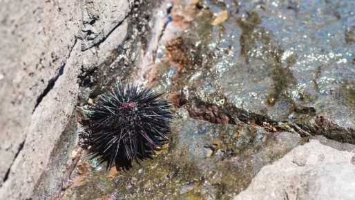 Сахалинского бизнесмена оштрафуют на 36 млн рублей за контрабанду морского ежа