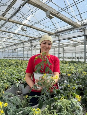 Томатные гномики готовы к переезду на балконы сахалинцев