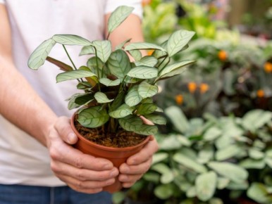 Как стрессы влияют на листья комнатных растений: основные причины и советы по уходу