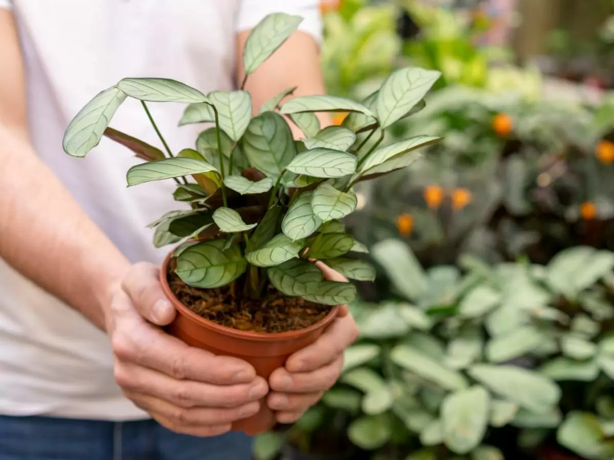 Как стрессы влияют на листья комнатных растений: основные причины и советы по уходу