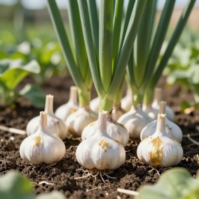 ��� ������ �������� ���������� �������: ������� �������� ���������