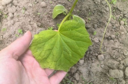 ������� ������: ������� ��������� ����� ����������