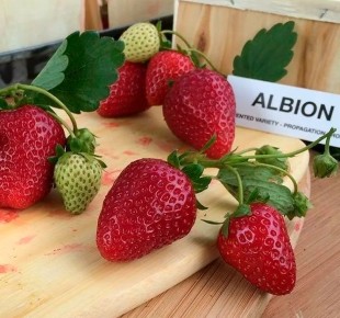 ������������ ��������� �������: ��� ������� � �������?