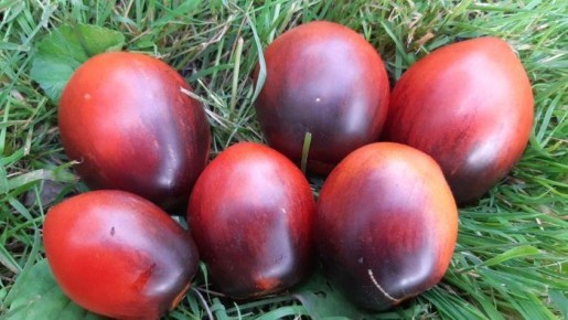 Французское чудо на грядках: томат Сержант Паскаль восхищает садоводов