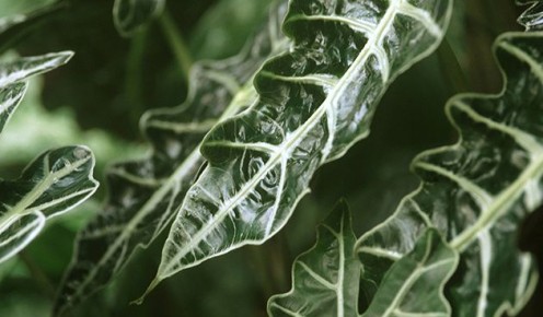 ��������: ��� �������� ����������� ������� � �������� �������