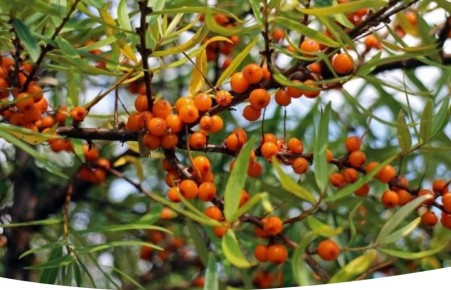 ��� ��������� ��������: ������� ������ ����������� ��������� � ��������� ����������