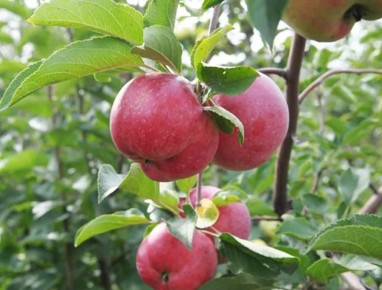 ��� �������� ����� �� �������: ������� ������ � �������� �����