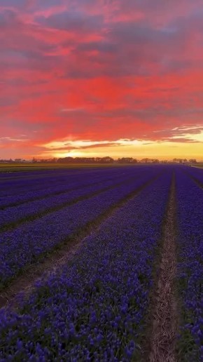 ������ ����!. ������� ������������� ���� ������������ ������� ���������� ����������� � ���� ���� �������� ������� ����� ��������� (1965) � ������������ ������������� ����������� ������� ������� ����� (1983)