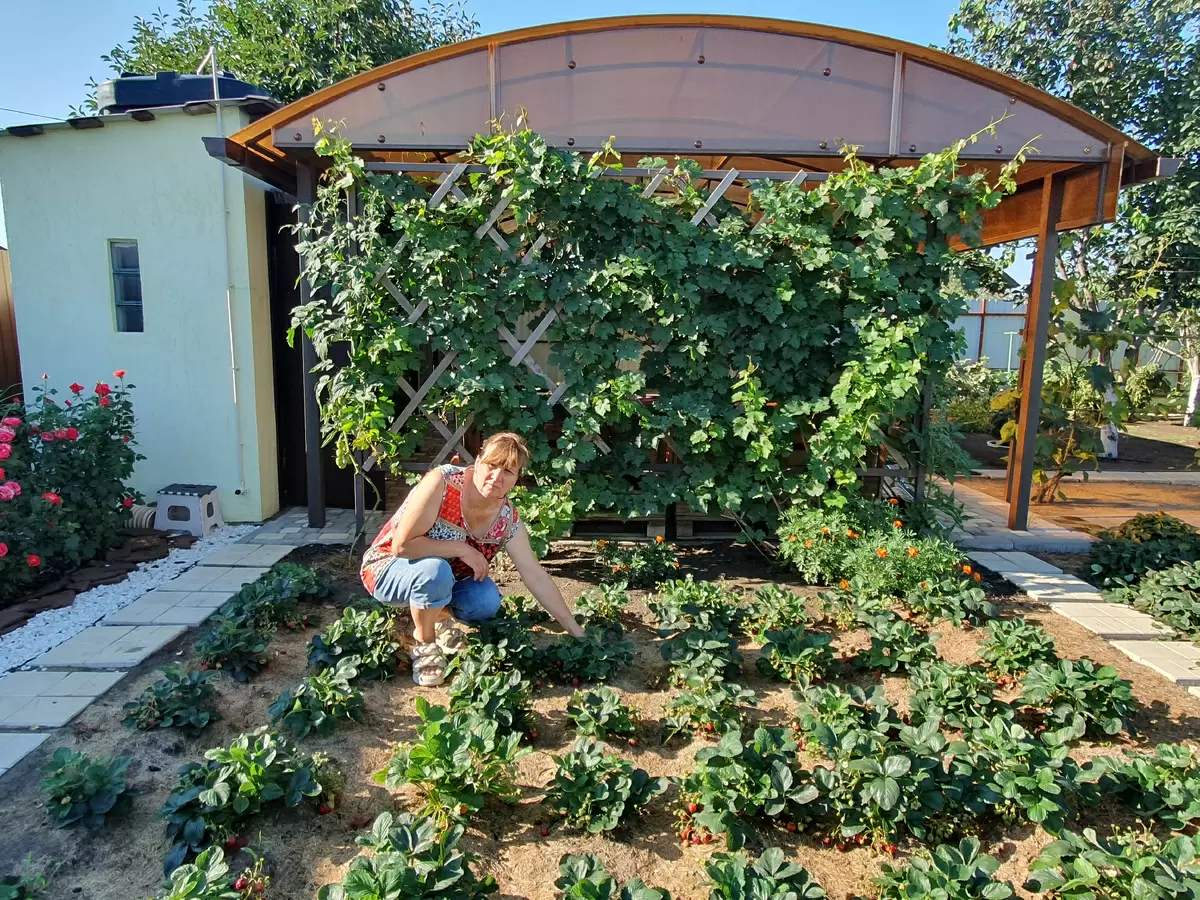 Клубника на вашем участке: секреты успешной посадки в августе