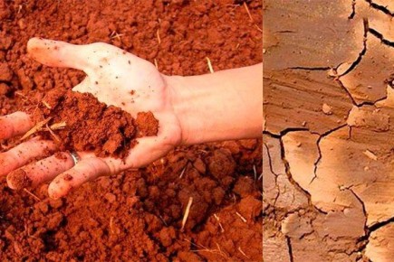 Как выбрать идеальную почву для пионов: секреты успешного цветения