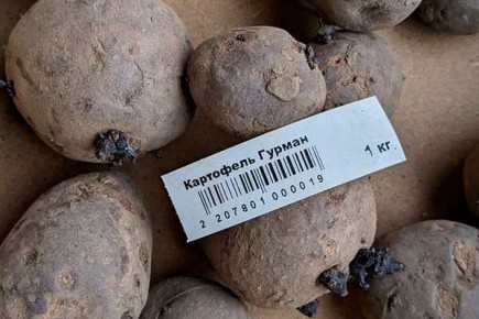 ����������� ��������� ������: ������������ � ������� �����