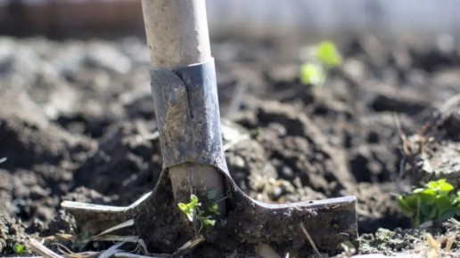 Садовые заботы перед холодами: что необходимо учесть