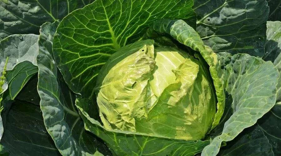 Жареная капуста, как никогда вкусная!