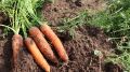 Как обеспечить моркови сладость и внешний вид: секреты подкормки в июле и августе
