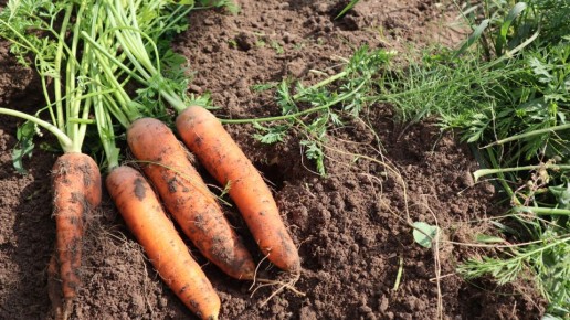 Как обеспечить моркови сладость и внешний вид: секреты подкормки в июле и августе