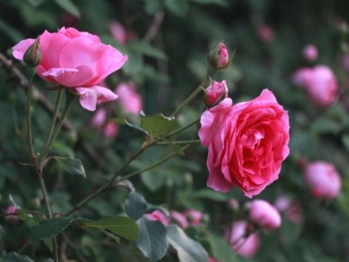 ��� ��������� ���� ��� �����: ������� ����������� ������ �� ����������