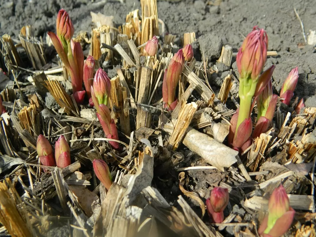 Как подготовить почву весной: советы для успешного сада