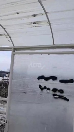 ����� ����������� ��������� "�������" �� ������ �� ����-����������