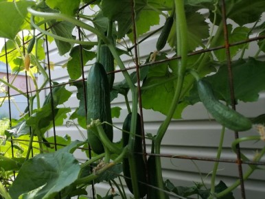 ��������� ������������ �������: ������� � ����������� ������