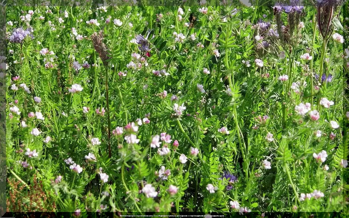 Топ-10 бесплатных удобрений из пищевых отходов для вашего сада