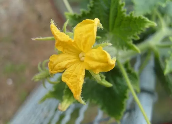 Летние секреты ухода за огурцами: как получить щедрый урожай